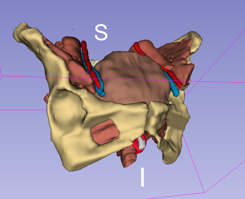 Pelvic organ segmentation