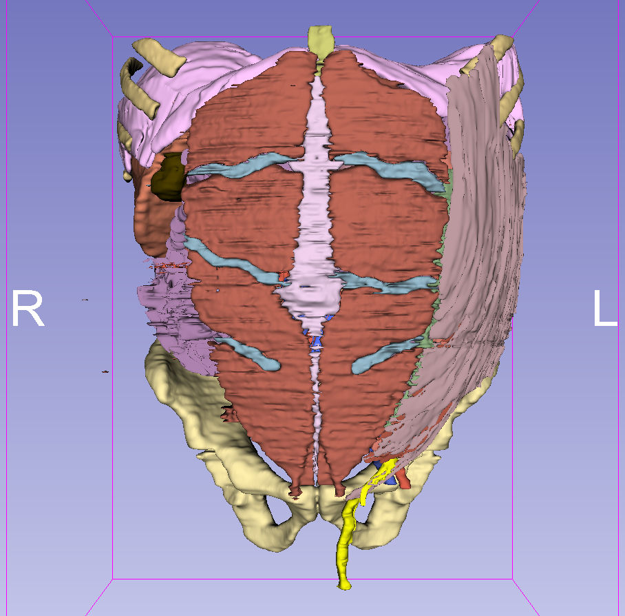 Detail of the male abdomen segmentation