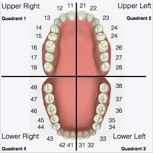 Tooth numbering EU